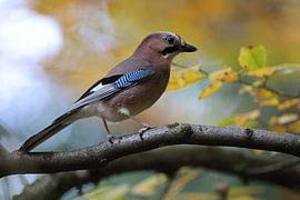 Vlaamse gaai in herfstbos Duitsland Zwarte Woud van Frank Fichtmüller