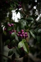 Purple berry splendour: the mysterious attraction of nature