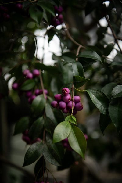 La splendeur des baies violettes : l'attrait mystérieux de la nature par Lena Remmert