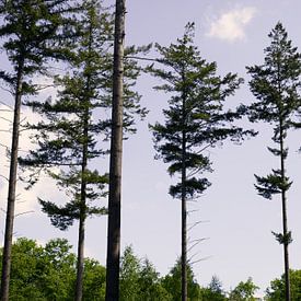 Shooting trees von Jane Lin Ness