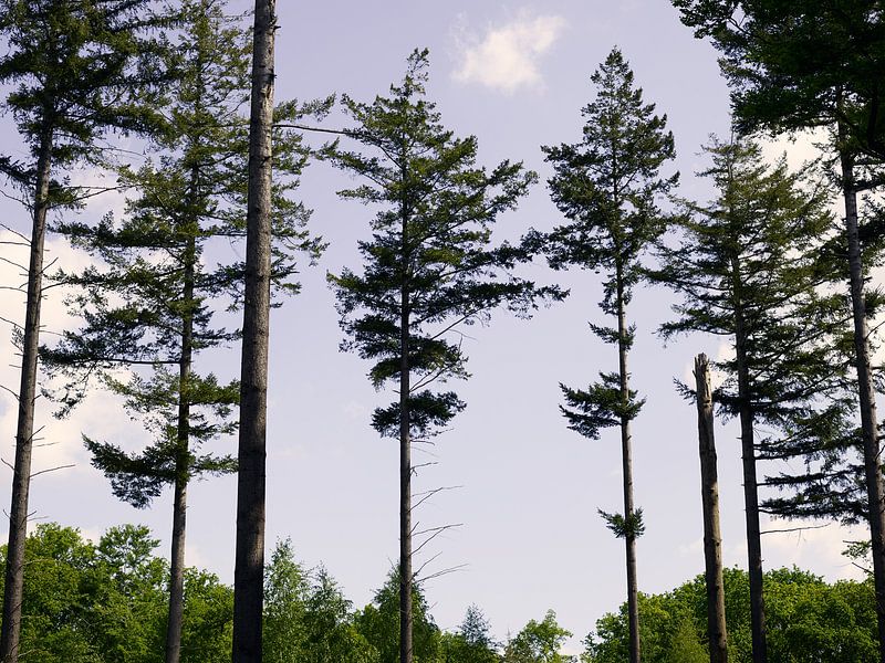 Shooting trees par Jane Lin Ness