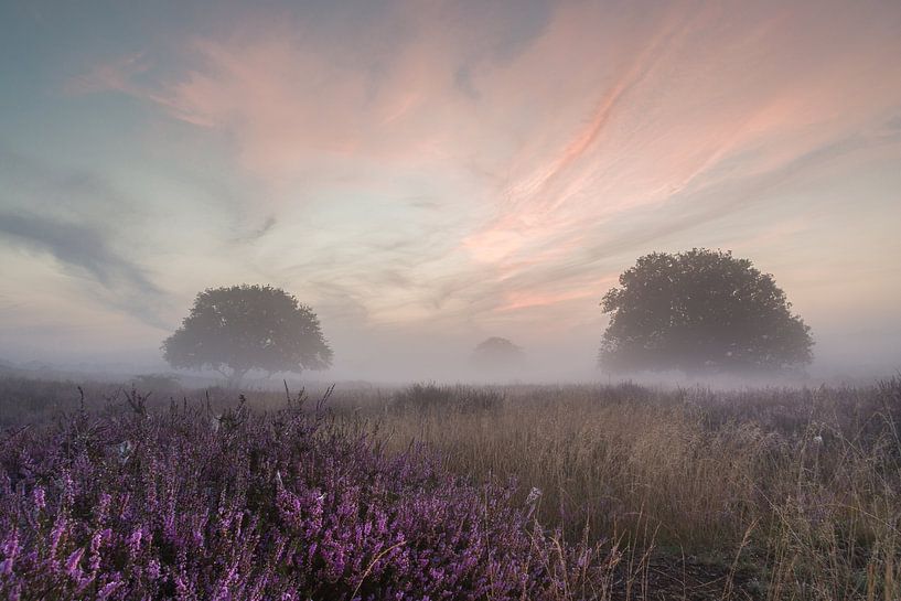 Heath landscape in dawn by Cor Bak