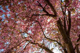 Rosa Kirschblüte von Larisa Landré