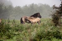 Tarpan with foal