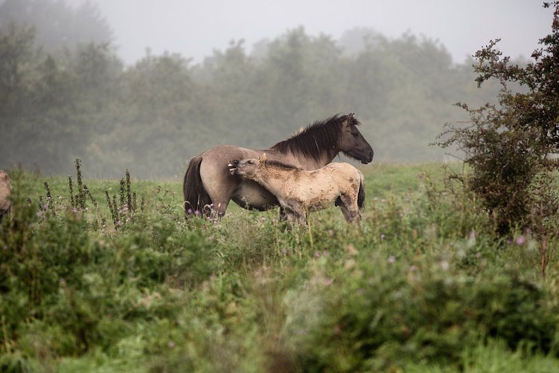 Tarpan met veulen / Tarpan with foal van Jan Sportel Photography