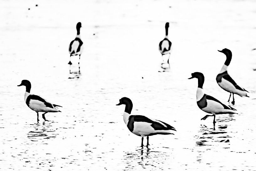 Regentschaften von Sam Mannaerts