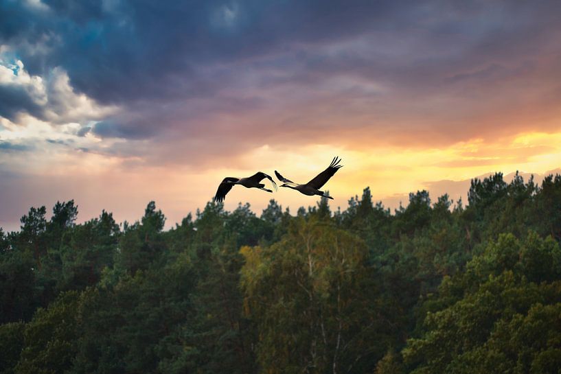 Cranes fly over a forest by Martin Köbsch