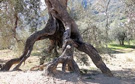 Der Tintenfisch von Jan Katuin