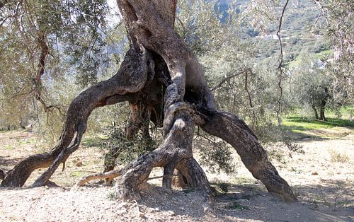 Der Tintenfisch von Jan Katuin