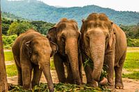 Saved elephants