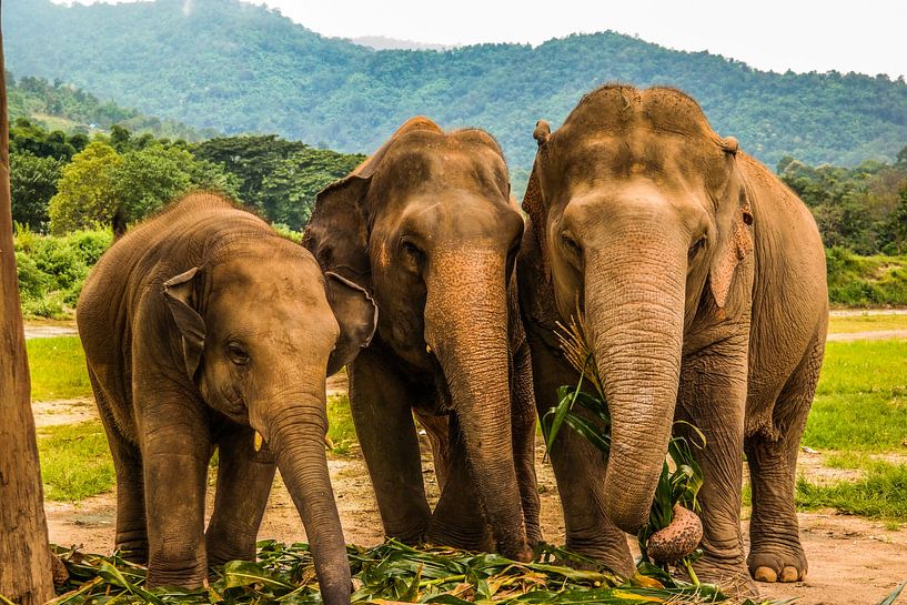 Éléphants sauvés par Michelle van den Boom