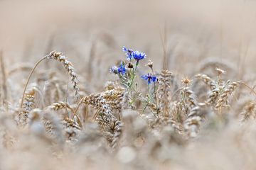 bleuets dans un champ de blé sur Leny Silina Helmig