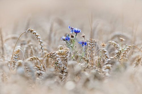 Kornblumen in einem Weizenfeld