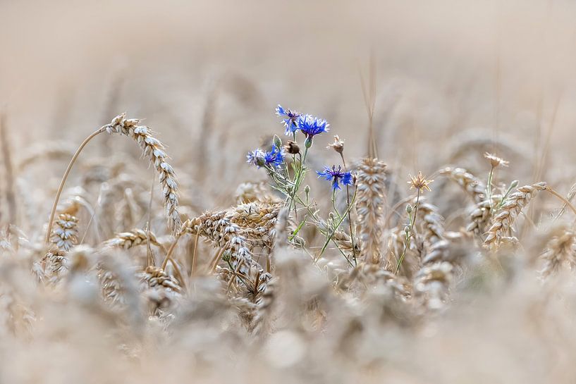 cornflowers in a field of wheat by Leny Silina Helmig