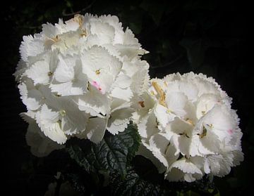 Witte Hortensia by Nicky`s Prints