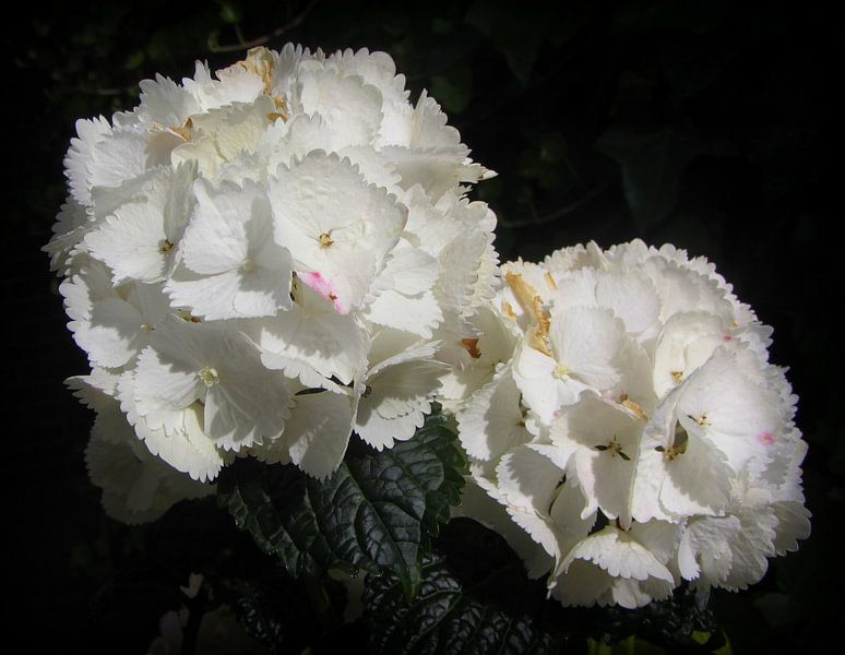 Witte Hortensia von Nicky`s Prints