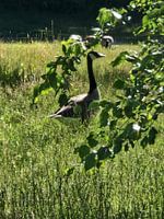 Canada Goose