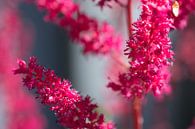 Close-up mooie rode bloemen van Hans Tijssen thumbnail