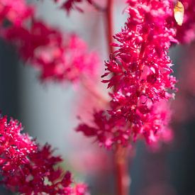 Close-up mooie rode bloemen van Hans Tijssen