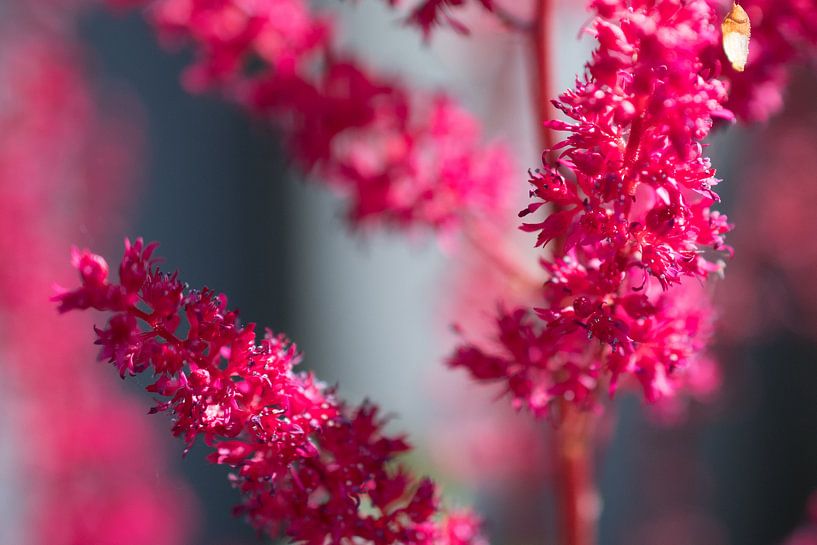 Close-up mooie rode bloemen van Hans Tijssen