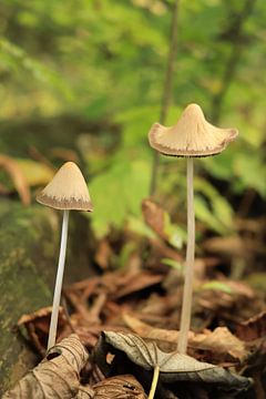 Minisombrero dans la forêt : le chapeau Langsteelfranje sur N M foto