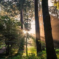 Sun harps in the Zandhove forest
