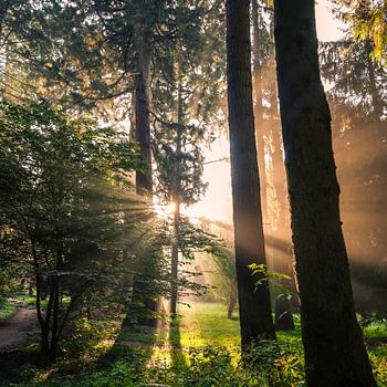 Zonneharpen in het Zandhove bos