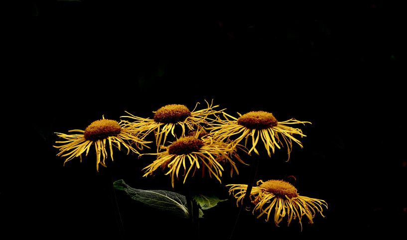 Fleurs noires et jaunes artistiques par Through Kristels Lens