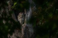 Chouette hulotte dans la cavité de l'arbre
