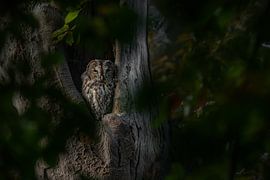 Waldkauz in der Baumhöhle von Erwin Stevens