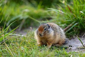 Arktisches Erdhörnchen in Kanada