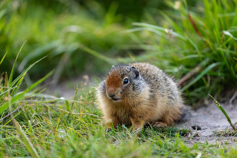 Arctische grondeekhoorn in Canada van Roland Brack