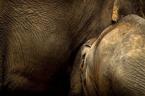 Moederolifant met jong