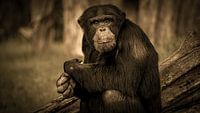 Chimpansee Lana van Irma Heisterkamp thumbnail