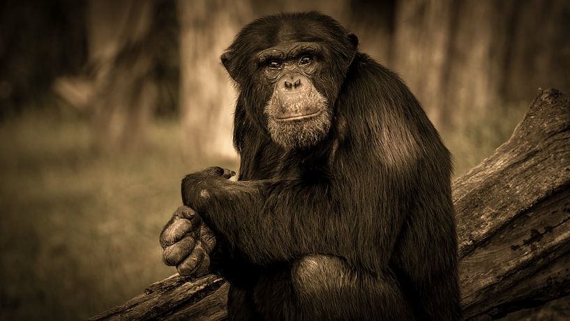 Chimpanzé Lana par Irma Heisterkamp