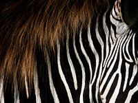 stripes