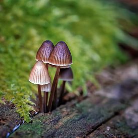 Champignons sur un arbre sur Detlef Schöler Fotografie