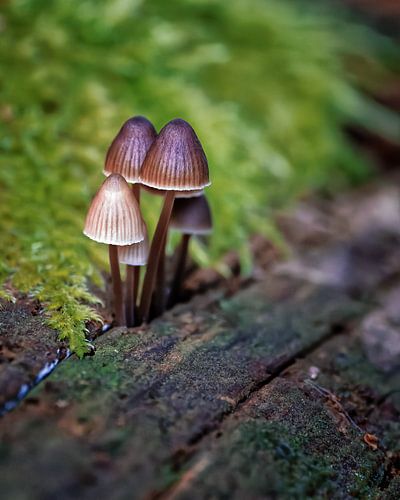 Paddestoelen aan de boom