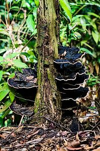 Mykologischer Einblick in den Wald von Sumatra