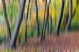 Autumnal, dreamy beech forest - dream sequence