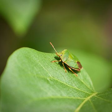 Insect op het blad van Heiko Kueverling