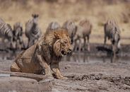 Lion in Namibia, Africa by Patrick Groß thumbnail