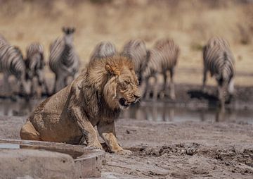 Lion in Namibia, Africa by Patrick Groß