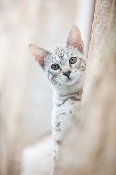 Chaton de savane super mignon par Marlies Buil