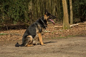 Duitse herder van Coosje Wennekes