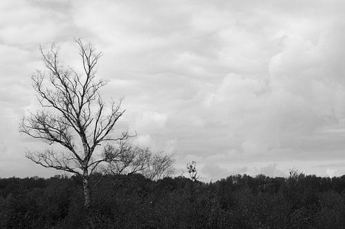Couverture nuageuse sur Balloërveld