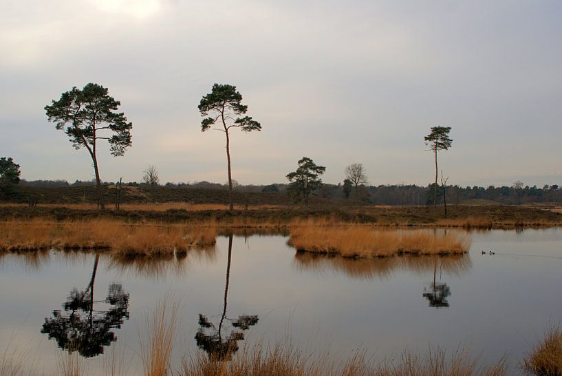 Hatertse Vennen von David Klumperman