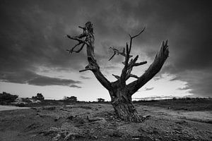 Tote baum Aekingerzand, Netherlands