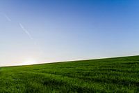 Green fields