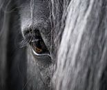 Close-up van een paardenoog van Sharon de Groot thumbnail